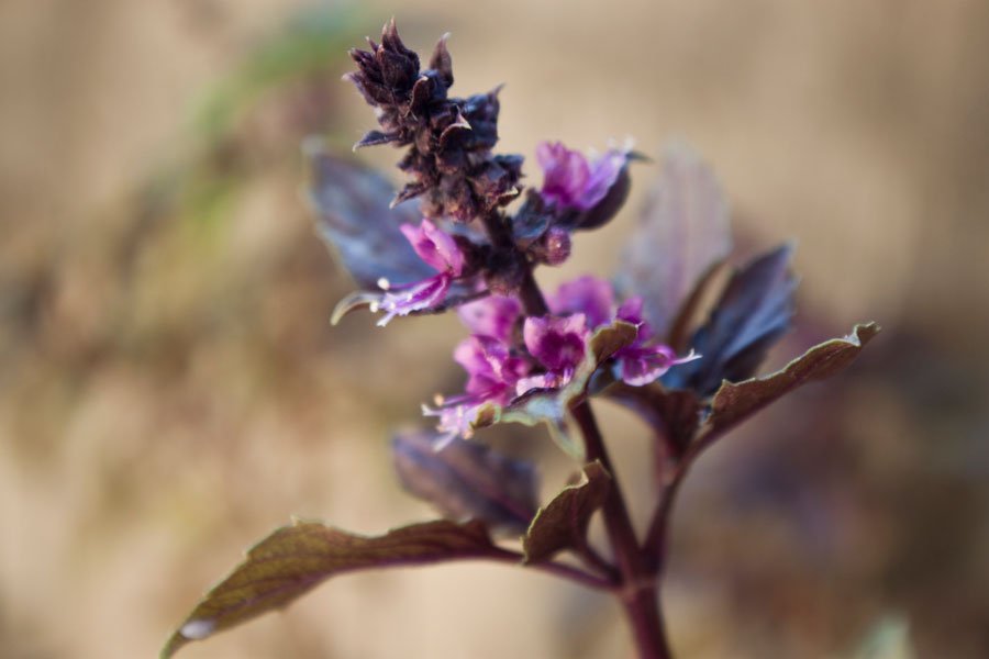 2-planta-tulsi-plata-sacra-a-indiei