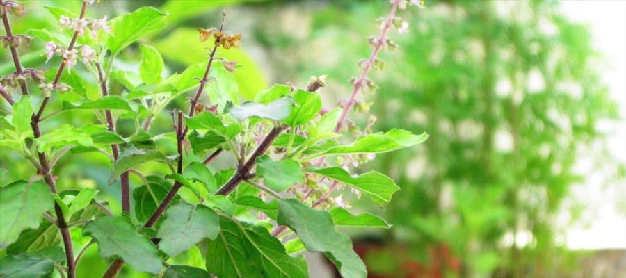 3-planta-tulsi