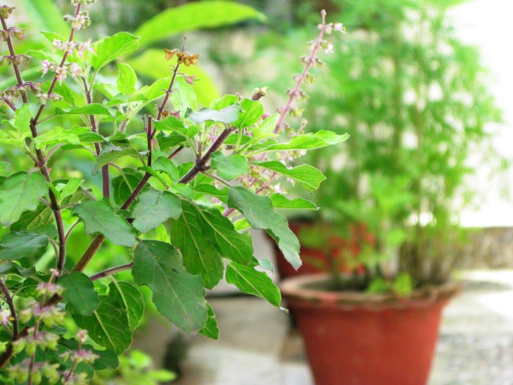 4-planta-tulsi-in-ghiveci