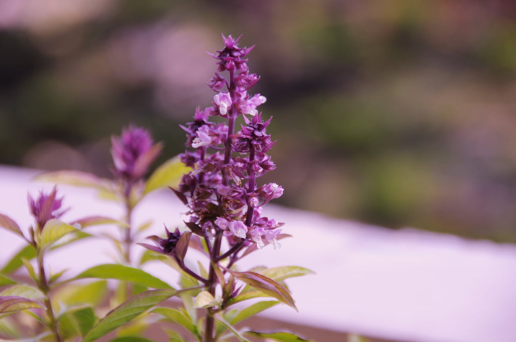 5-planta-tulsi-floarea-planta-sfantul-vasile