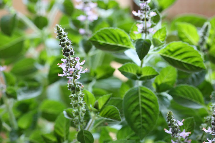 6-plata-tulsi