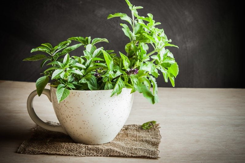 7-ceai-din-frunze-de-tulsi