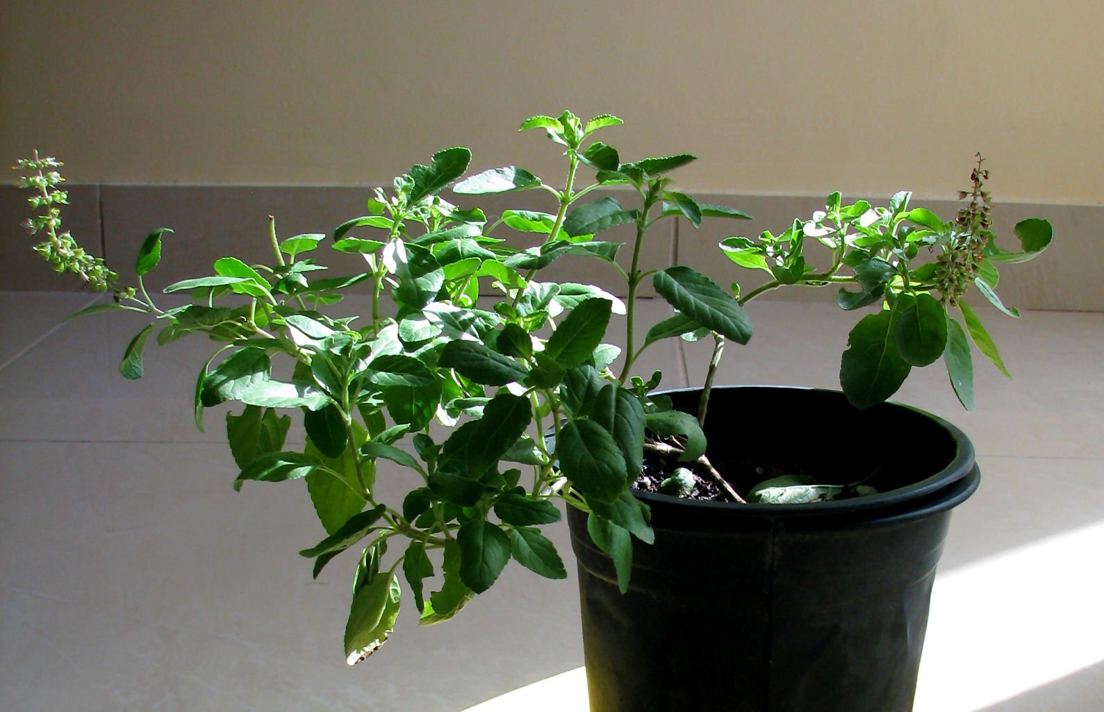 8-Tulsi