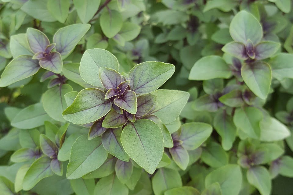 9-tulsi