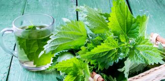 Ceaiul de urzică: 22 de utilizări pentru sănătatea organismului