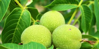 Tratament căderea părului – Frunzele de nuc îmbunătățesc sănătatea și frumusețea părului