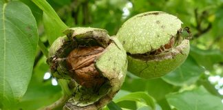 Cum îți poți vopsi părul în mod natural? Tratamente care cresc rezistența și sănătatea părului