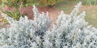 Plantă aromatică bună pentru afecțiunile stomacului – Lemnul Maicii Domnului