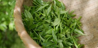 Tratamente pentru păr cu ceai verde, care promovează sănătatea acestuia