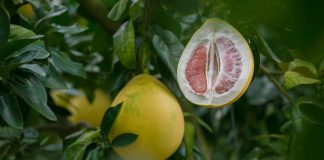 Pomelo – 10 beneficii pentru sănătatea organismului