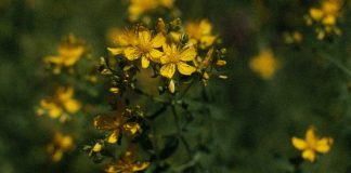Sunătoarea – Plantă medicinală ce reduce durerea și inflamațiile