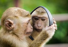 Maimutica se uita in oglinda