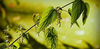 Cele mai bune tratamente cu urzică pentru piele și păr