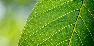 Tinctura din frunze de nuc combate căderea părului