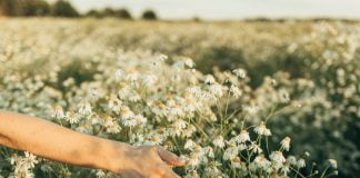 Cremă de mușețel – Beneficii pentru față și corp