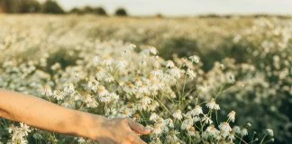 Cremă de mușețel – Beneficii pentru față și corp