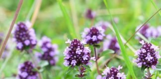 Cimbrul de munte – proprietăți și beneficii utile