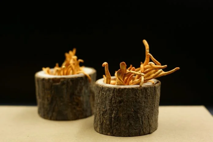 1-ciuperci-cordyceps