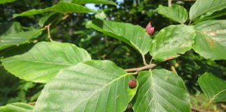 Fagul ajută la vindecarea astmului și a emfizemului pulmonar