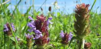 Busuiocul de câmp (Prunella vulgaris) – Un adevărat medicament vegetal