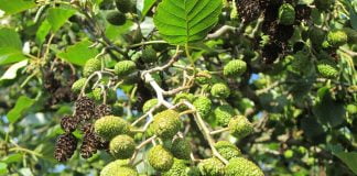 Arinul are proprietăți imunostimulatoare, astringente, tonice, calmante