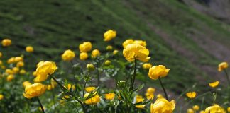 Bujorul de munte sau bulbucul galben – Planta care crește la altitudini mari în Munții Carpați