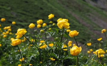 Bujorul de munte sau bulbucul galben – Planta care crește la altitudini mari în Munții Carpați