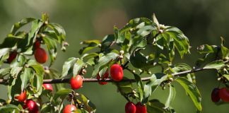 Pectinele din coarne îmbunătățesc sistemul limfatic