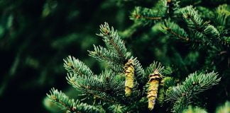 Proprietățile vindecătoare ale conurilor de pin – Acestea cresc imunitatea organismului!