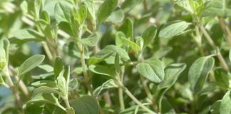 Maghiran – o plantă aromatică bogată în nutrienți, cu proprietăți medicinale