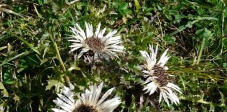 Planta Ciurul Zânelor (Carlina acaulis) vindecă infecțiile fungice ale unghiilor și pielii