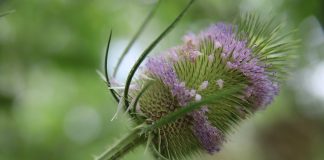Varga-ciobanului (Dipsacus fullonum) tratează durerile și boala Lyme