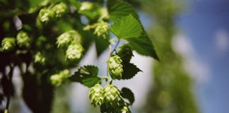 Hameiul folosit la bere reduce anxietatea și insomnia