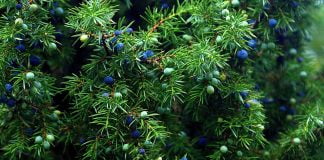 Ce beneficii au fructele de ienupăr de munte?