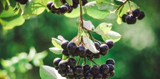 Fructe de aronia – Cea mai importantă sursă de polifenoli cu efect antioxidant