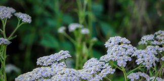 Ceai de coada-șoricelului – Beneficii pentru fluxul sanguin și sistemul digestiv