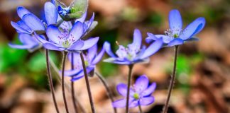 Planta crucea voinicului – Hepatica transsilvanica