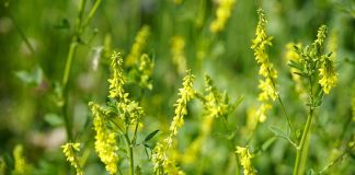 Sulfina, planta pentru probleme cardiace