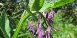 Tătăneasa calmează durerile și inflamațiile produse de deteriorarea articulațiilor