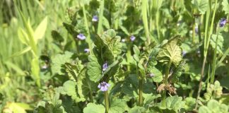 Silnic (Ghechoma hederacea) – O plantă cu proprietăți antioxidante