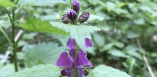 Infuzia din urzică moartă mov susține imunitatea și funcția renală