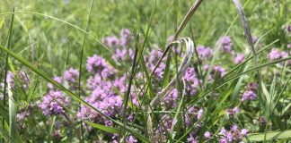 Cimbrișorul: Planta minune care îți limpezește mintea și îți ridică moralul