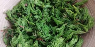 Descoperă puterea mugurilor de molid! – Suplimentul perfect de vitamina C pentru imunitate