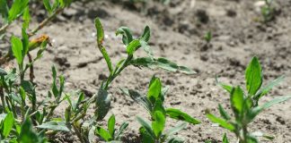 Aspirina vegetală din troscot – Află puterea sa anticancerigenă!