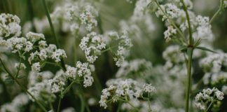 Vindecarea naturală a tiroidei cu ceai de sânziene