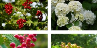 Infuzia de călin (Viburnum opulus) crește imunitatea și calmează durerile abdominale