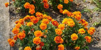 Beneficiile ceaiului de crăițe (Tagetes erecta) – Remediu natural pentru tensiunea ochilor