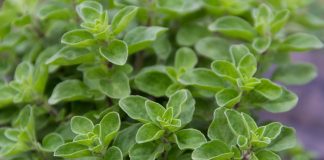 Oregano, una dintre cele mai puternice plante medicinale – Combate 20 de bacterii cunoscute