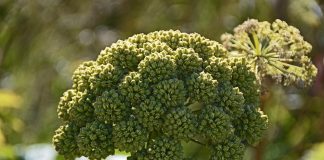 Uleiul de rădăcină de angelică (Angelica archangelica)