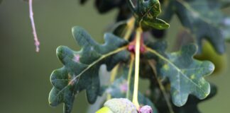 Rolul extractului de ulei din frunze de stejar în ameliorarea leziunilor inflamatorii ale pielii